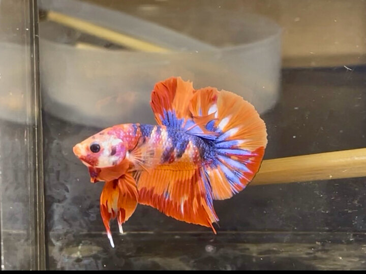 Nemo metalic