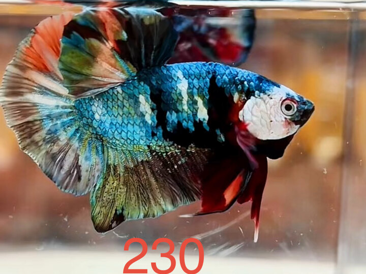 NEMO COPPER FULL MASK