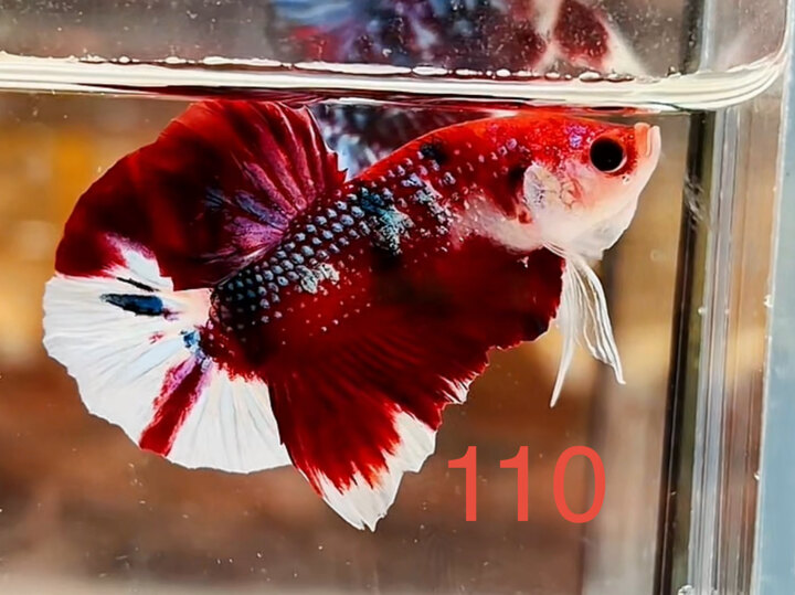 METALLIC FULL RED