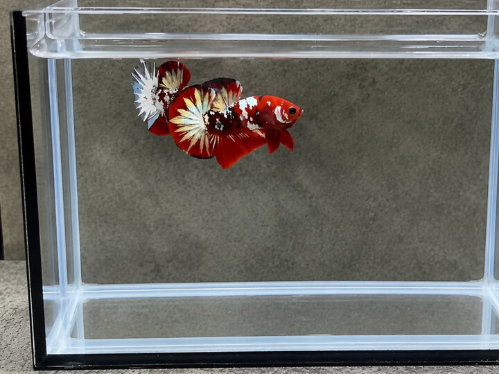 Red koi copper