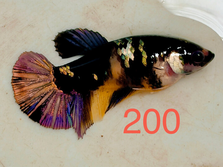 MÁI BLACK YELLOW COPPER