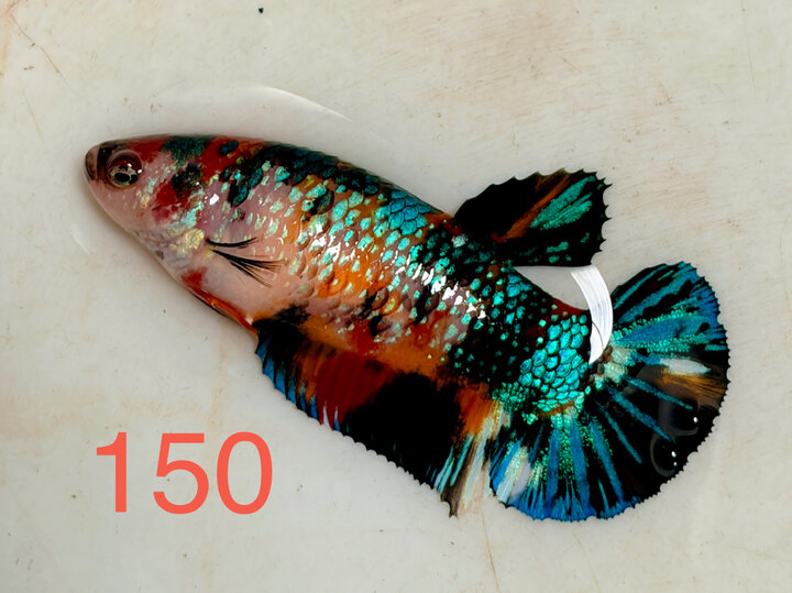 MÁI METALLIC FULL TRỨNG