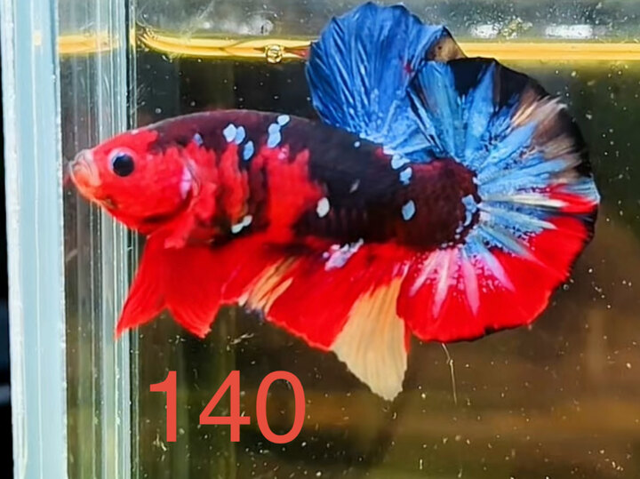TRỐNG BLACK NEMO GLX MÀU ĐẬM