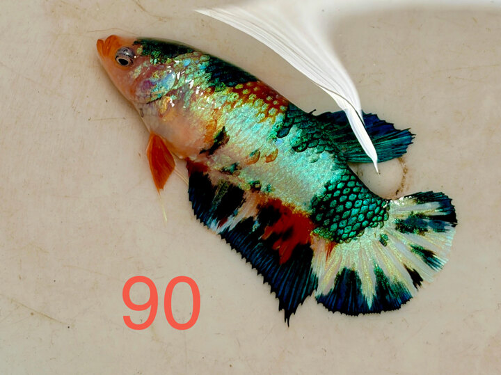 MÁI METALLIC CĂNG TRỨNG