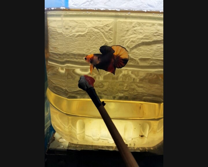 Black Nemo