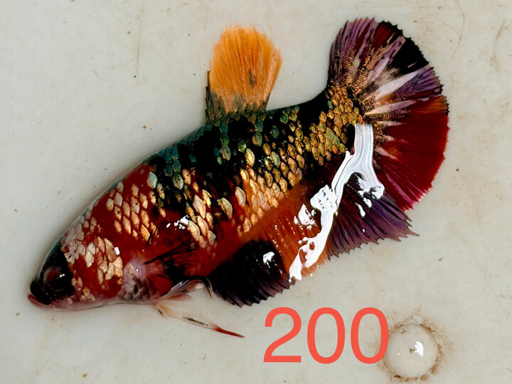 MÁI NEMO COPPER VẢY VÀNG VIP