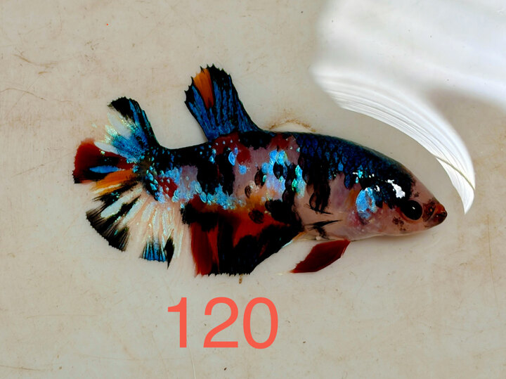 120 MÁI METALLIC MULTI