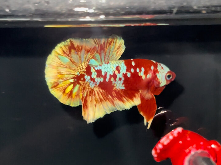Red Gold