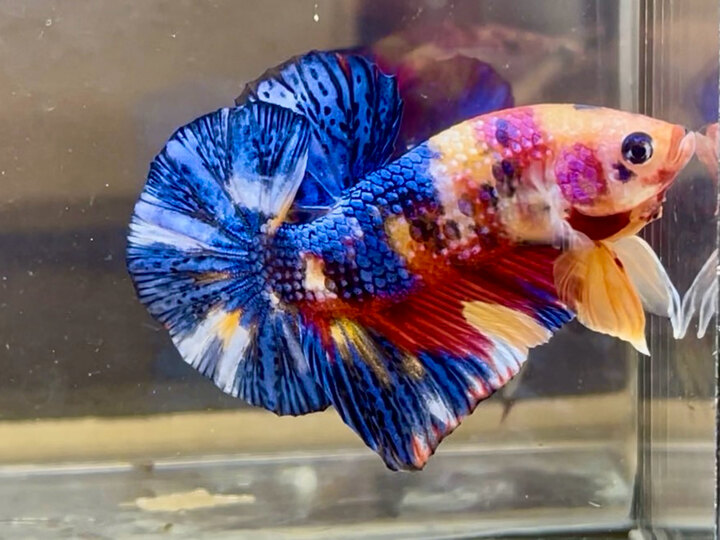 Nemo metalic
