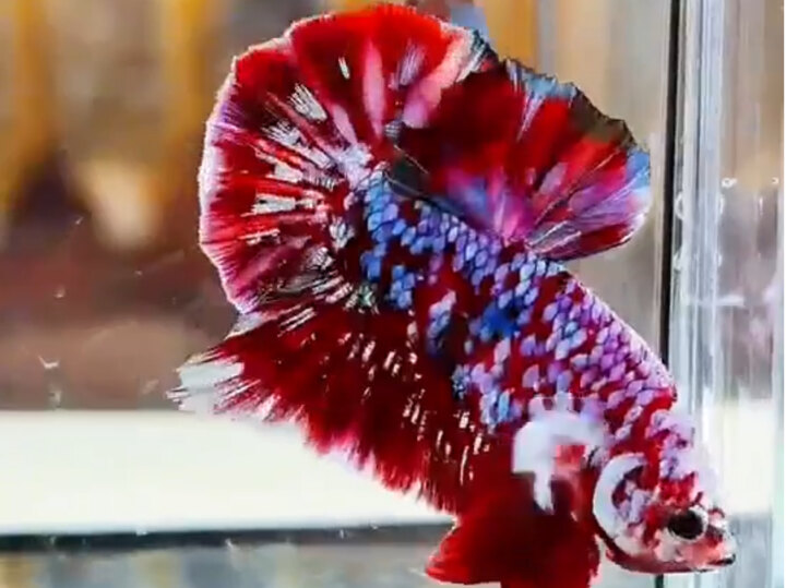 250 KOI RED GALAXY FORM GẤU FULL TAI BƠI