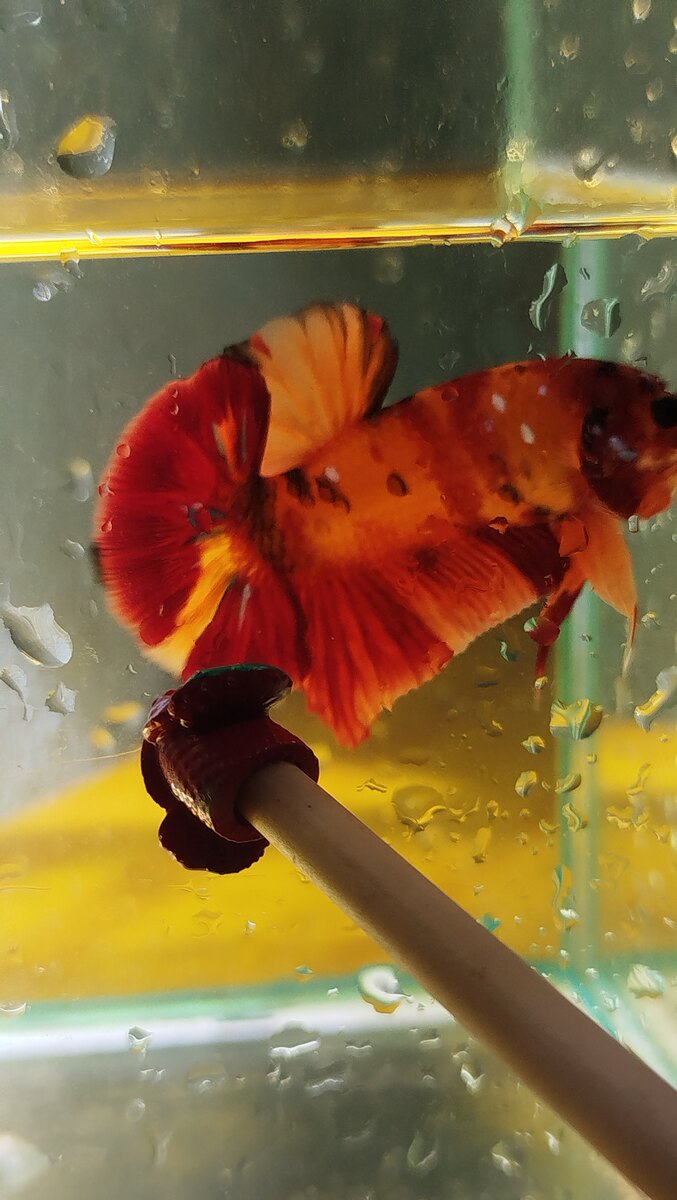 KOI NEMO GALAXY