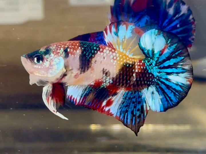 Nemo multi metalic