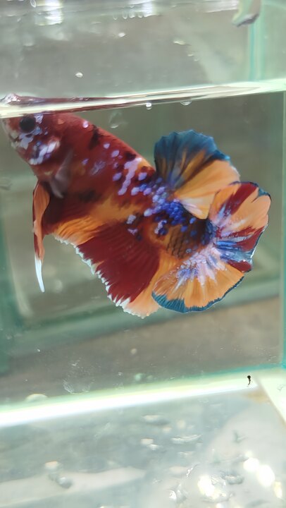 NEMO GALAXY