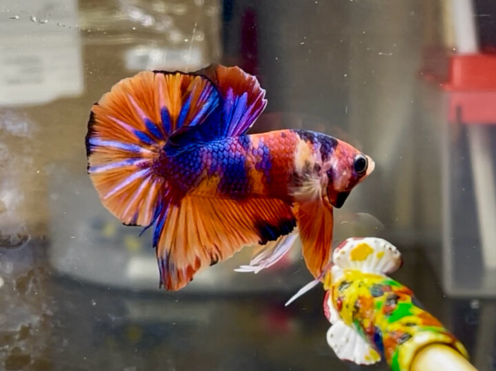 Nemo metalic