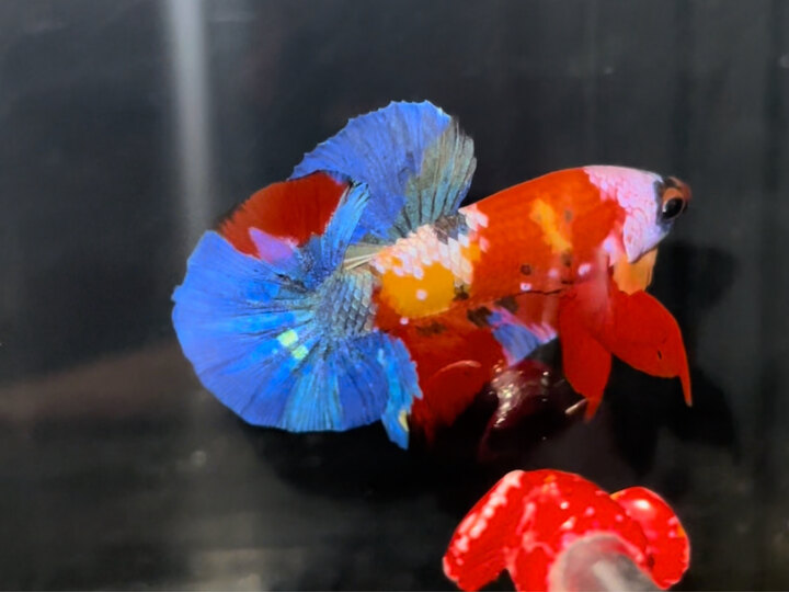 Nemo giáp mặt.