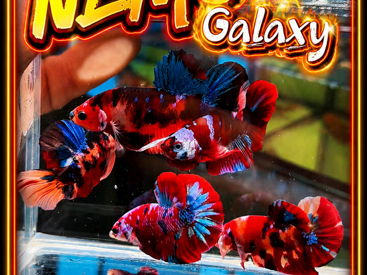 NEMO GALAXY - 60