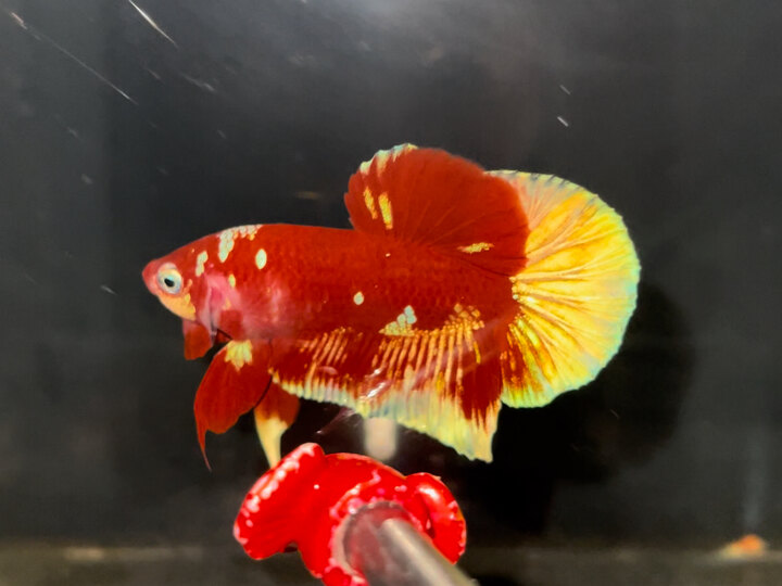 Red Gold