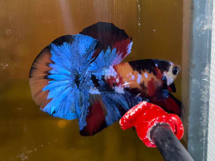 Nemo Big Form