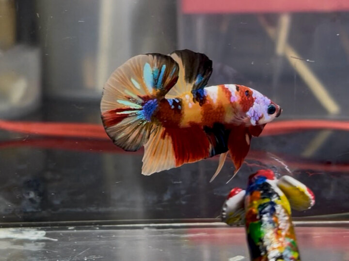 Nemo