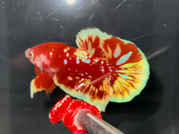 Red Gold