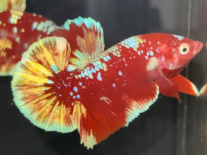 Red Gold
