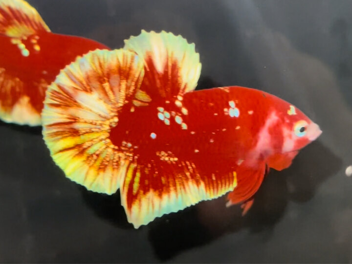 Red Gold