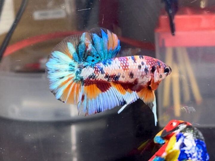 Nemo metalic