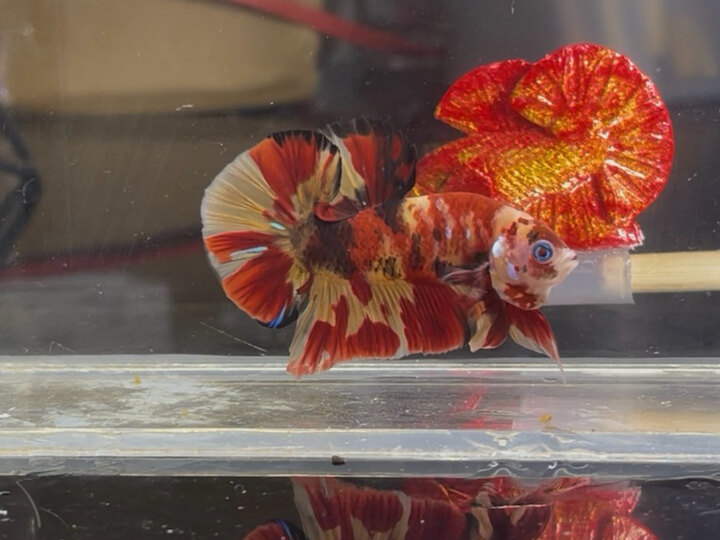 Nemo