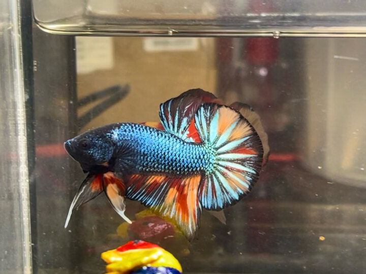 Black nemo