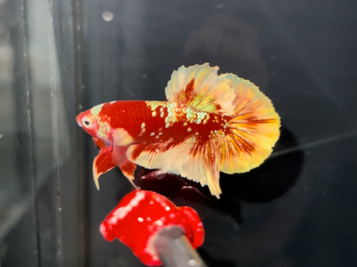 Red Gold