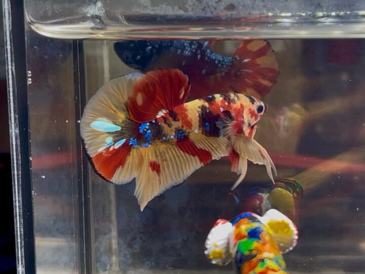 Nemo