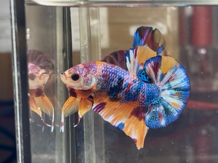 Nemo candy