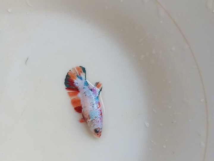 Cá nemo giá rẻ