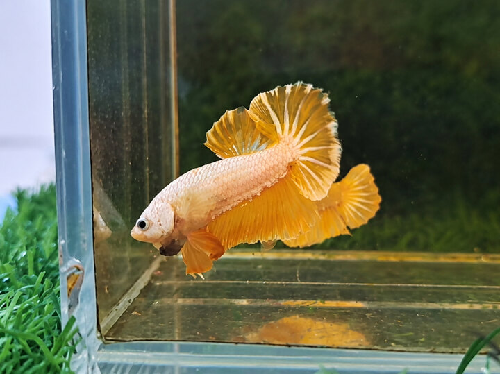 Rồng vàng