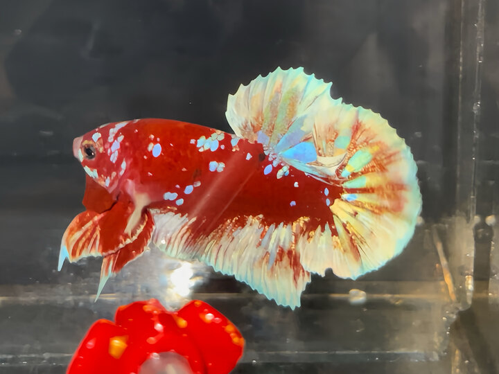 Red Gold