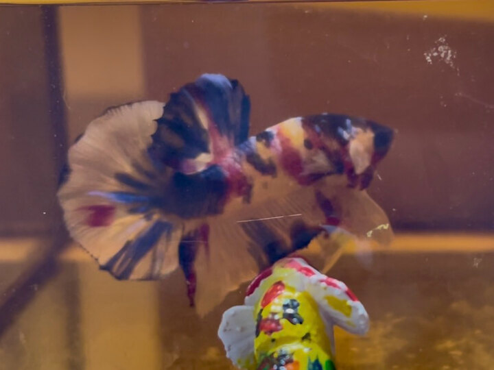 Nemo