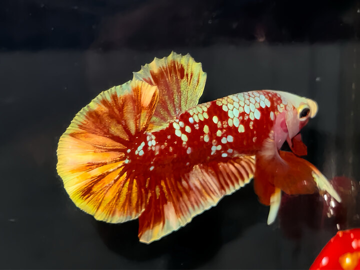 Red Gold