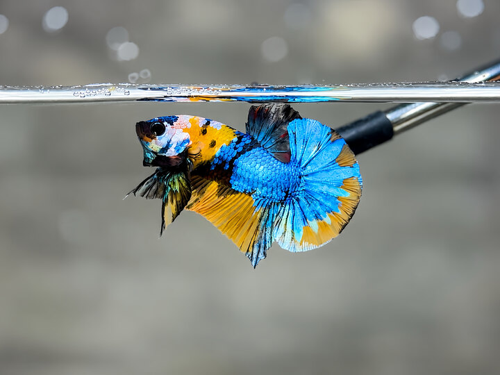 Nemo Galaxy