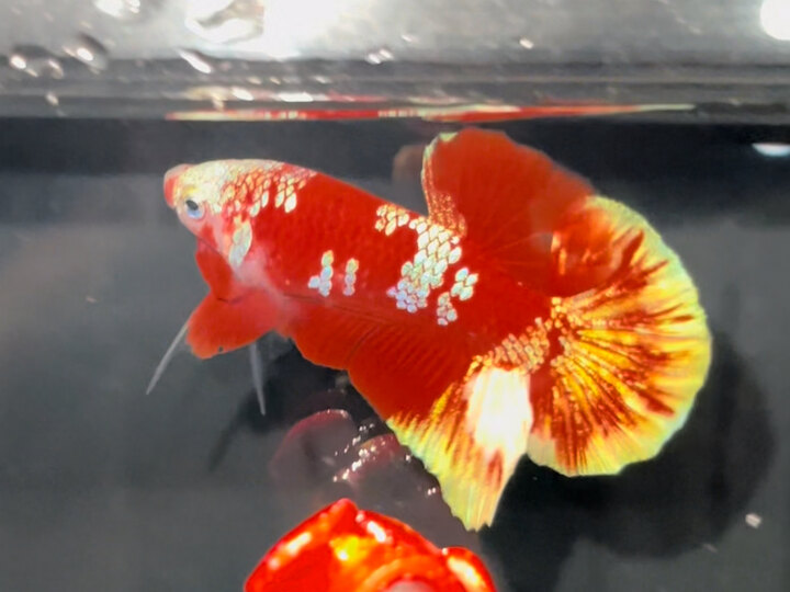 Red Gold