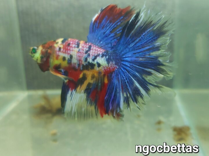 Nemo hulk