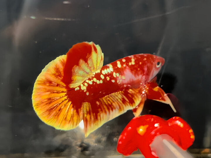 Red Gold