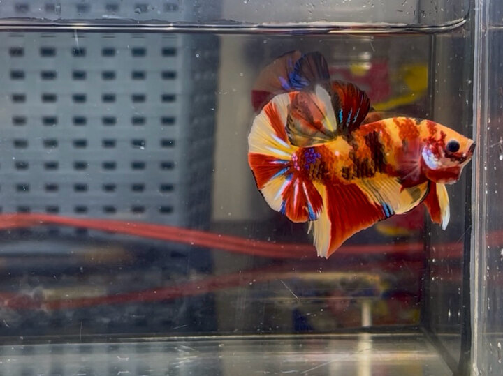 Nemo classic